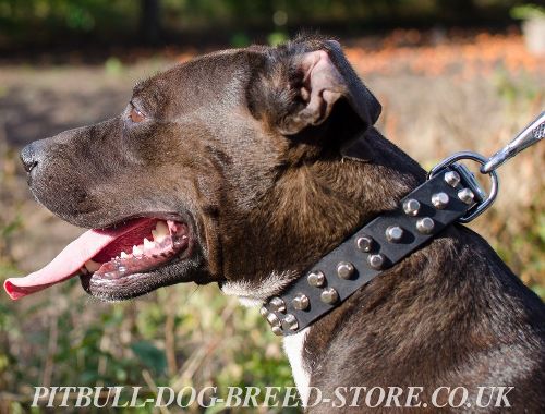 Quality Dog Collars