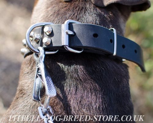 Pitbull Dog Collar