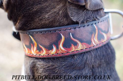 Designer Pitbull Dog Collars