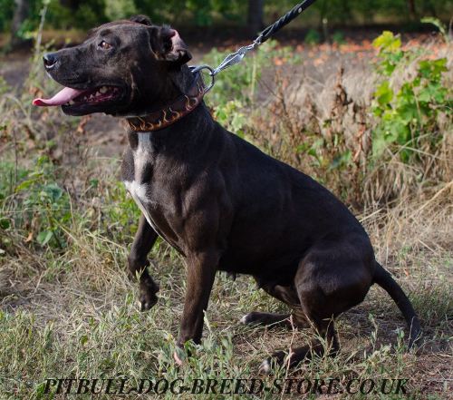 Pitbull Collar