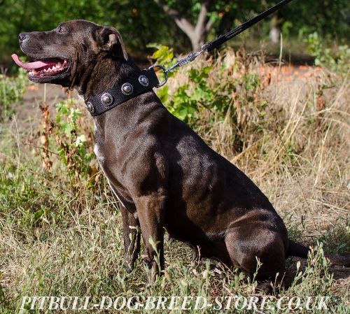 Pitbull Collars