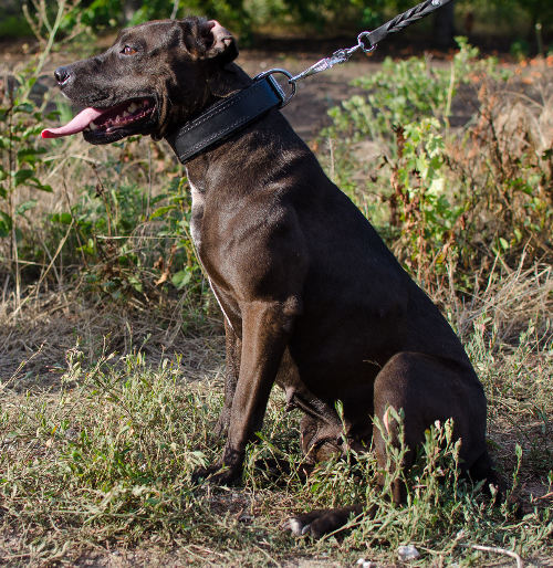 Pitbull Dog Collar