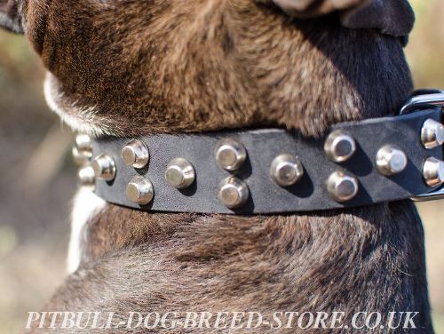 Good Quality Dog Collars