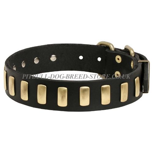 Trendy Dog Collar