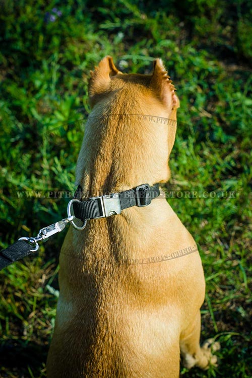 Adjustable Dog Collar