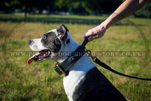 Dog Collar with Handle