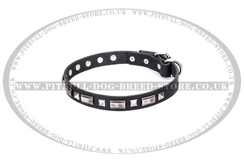 American Staffy Dog Collars