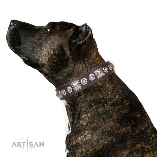 Amstaff Accessories