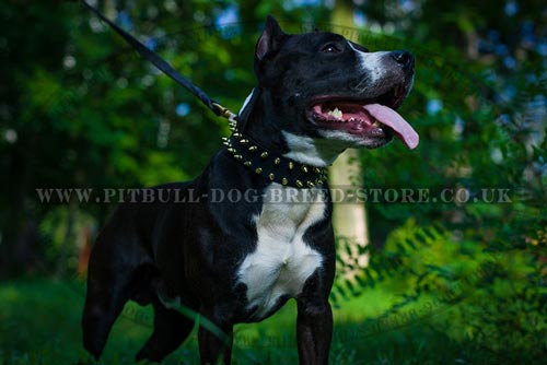 Pitbull Teeth Cleaning