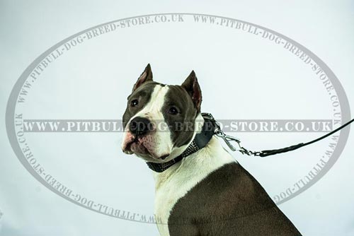 Amstaff Collar