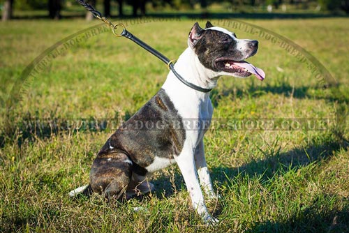 Choke Collar for Pitbull