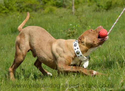 Best Toys for Staffy