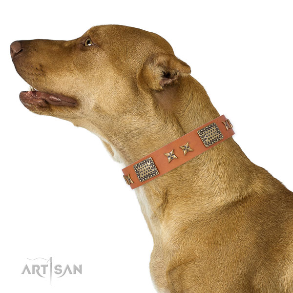 Fashion Dog Collar