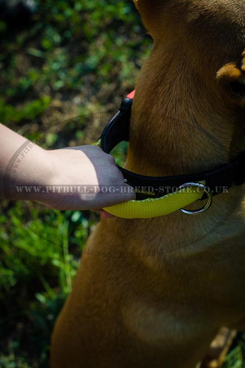 Best Dog Collar