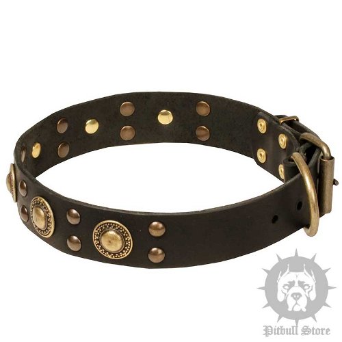 Dog Collar Trends