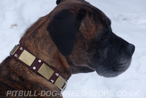 Boerboel Dog Collars