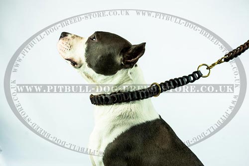 Braided Leather Dog Collar