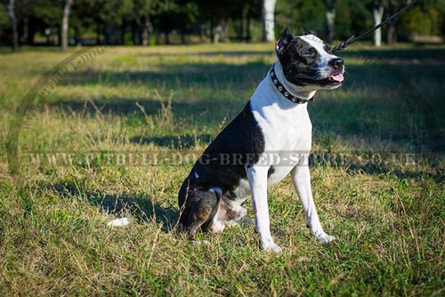 Brand Dog Collar