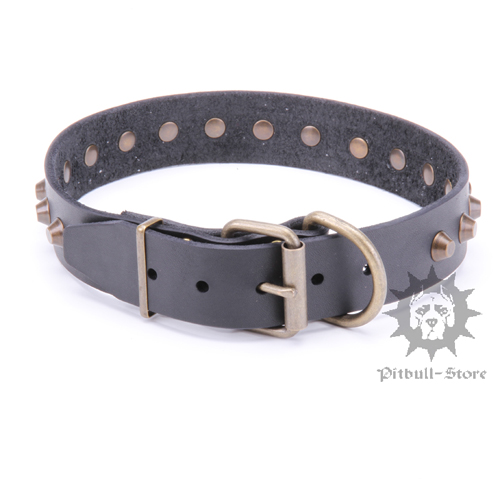 English Bull Terrier collar