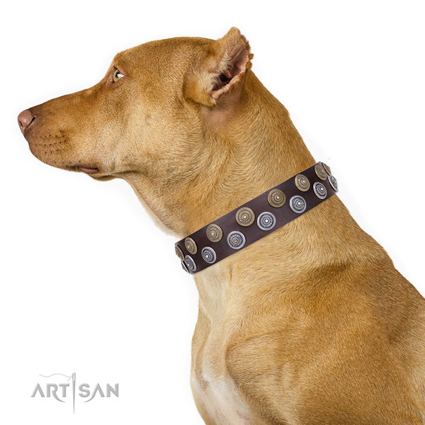 Brown Dog Collar