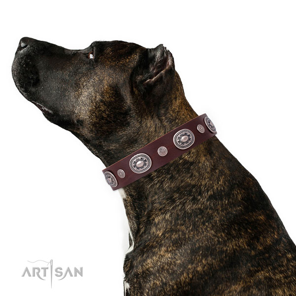 Brown Leather Dog Collar