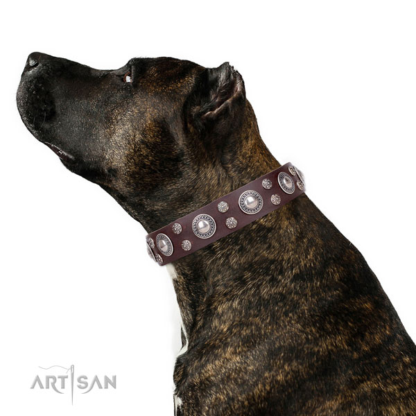 Brown Leather Dog Collar