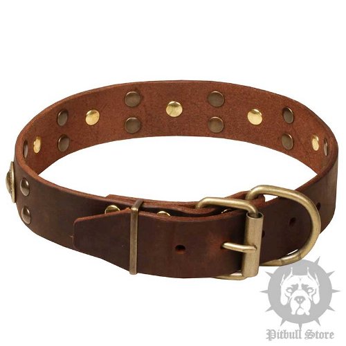 Dog Collars Trends