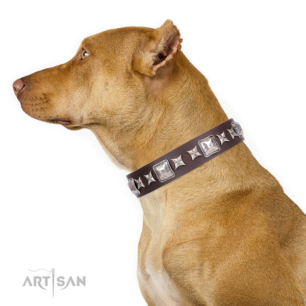 Brown Studded Dog Collar