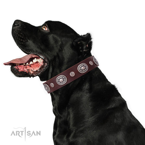 Buckle Dog Collars UK