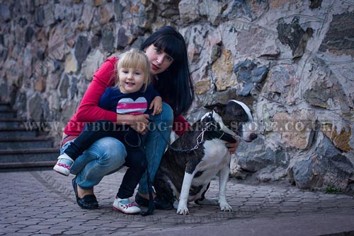 Bull Terrier Collar