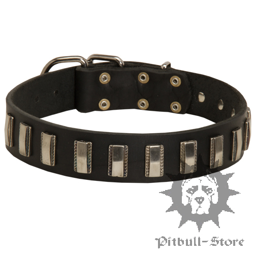 Bull Terrier Collar