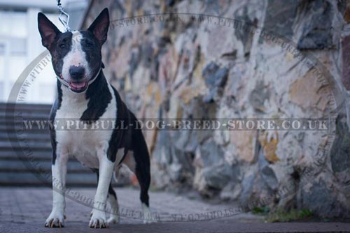 Bull
Terrier Collar