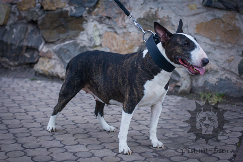 Bull Terrier Collar