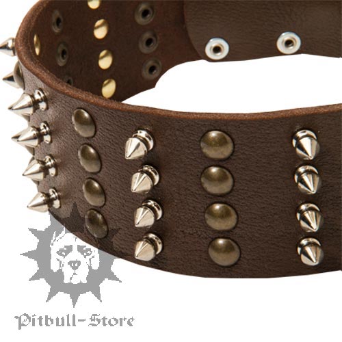 Bull Terrier Collar