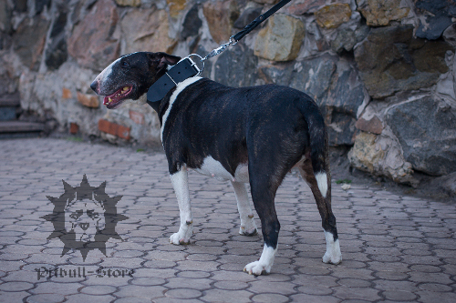 Bull Terrier Collar