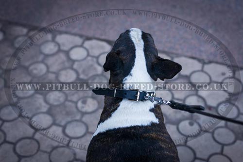 Bull Terrier Collar