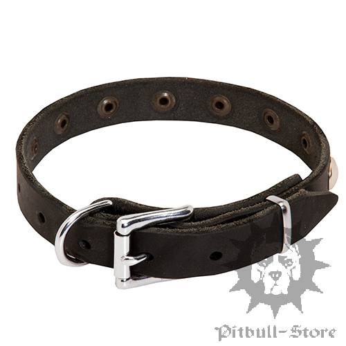 Bull Terrier Collar
