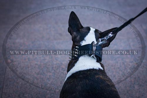 Bull Terrier Collar