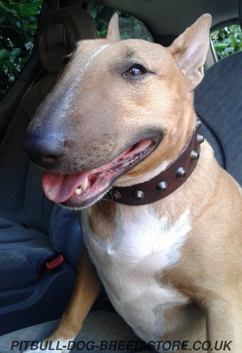 Bull Terrier Collar