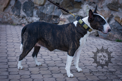 Bull Terrier Collar