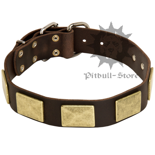 Bull Terrier Collar