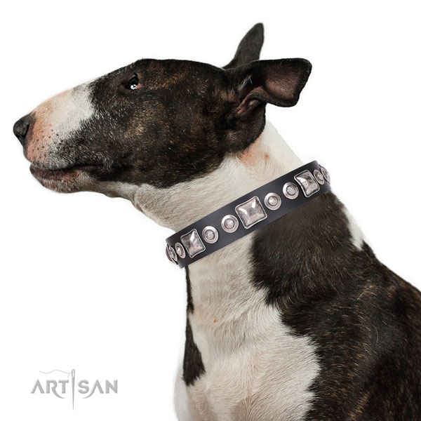 Designer Pet Collar