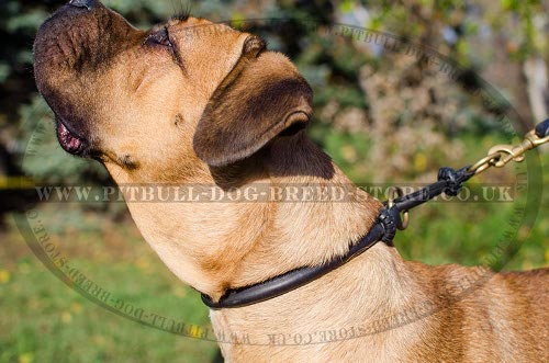 Cane Corso Leather Collar