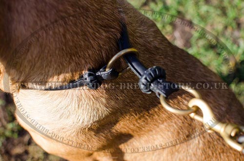 Cane Corso Leather Collars