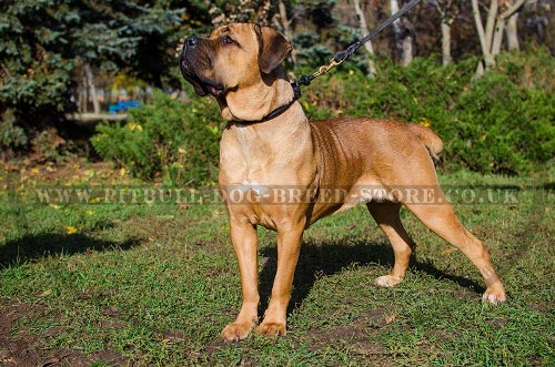 Cane Corso Leather Dog Collar