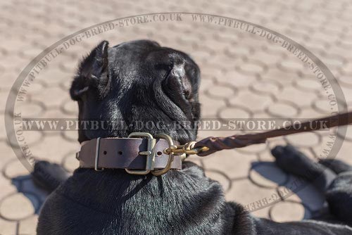 Cane Corso Leather Dog Collar