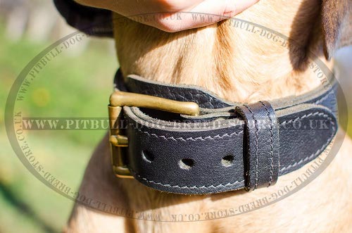 Brass Dog Collar Hardware