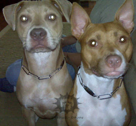 Chain Dog Collar for Staffy Training