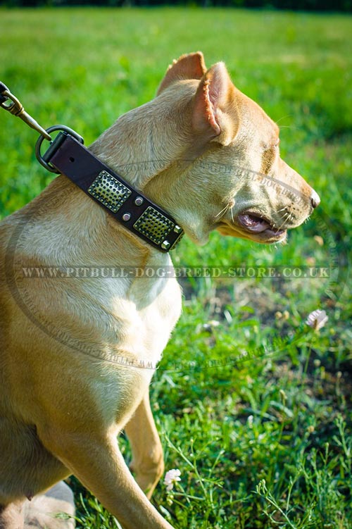 Chic Dog Collar