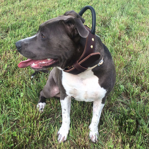 Agitation Dog Collar UK